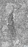 slugs پرنٹ ایبل رنگین صفحات